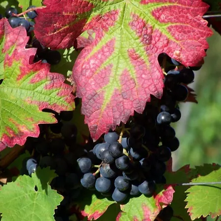 Sandra Mueller Apartament