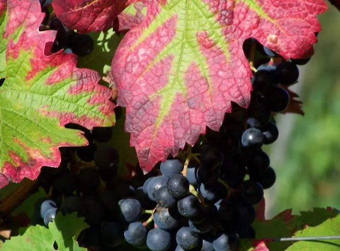 Sandra Mueller Appartamento